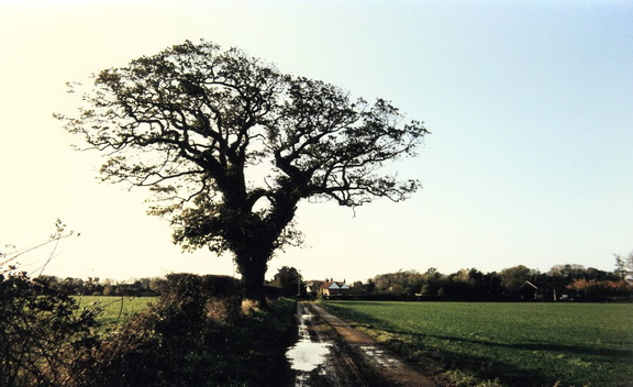 Dalegate - the track behind the Green leading to Creake - looking west, with the Crown in the distance, 1993