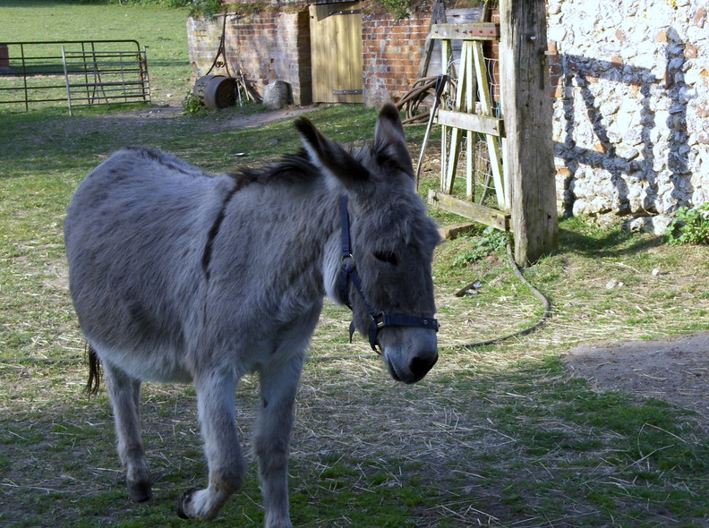 2011 - Rescue donkey at Station Farm, Stanhoe