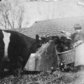 1924 - The bullock yard at Station Farm, Stanhoe