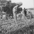 1930's - Harvest at Station Farm, Stanhoe.
