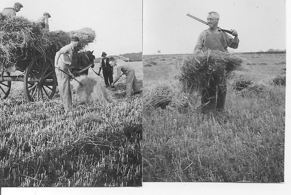 1930's - Two  photos of harvest at Station Farm, Stanhoe