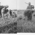 1930's - Two  photos of harvest at Station Farm, Stanhoe