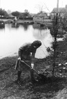 Olga Ransom planting a WI beech tree by the Pit on 16 March 1980, marking the 60th anniversary of Stanhoe & Barwick WI in 1979