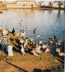 Feeding the ducks at The Pit