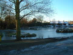 Pond in winter
