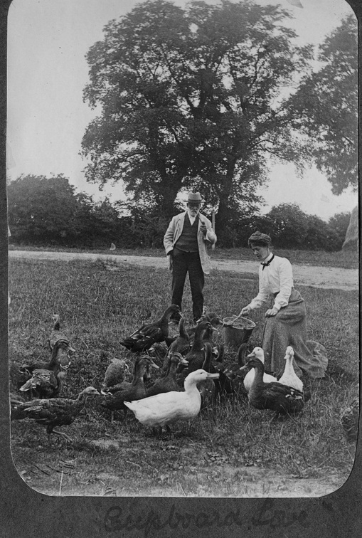 Feeding ducks, Church Farm. The photographer titled this one "Cupboard Love"