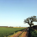 Dalegate - the track behind the Green leading to Creake - looking east, 1993