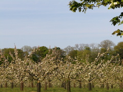 2011  - Whinhill Cider Company's orchard - at Station Farm, Stanhoe.
