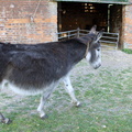 2011 - A Rescue donkey at Station Farm, Stanhoe