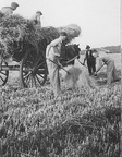 1930's - Harvest at Station Farm, Stanhoe.