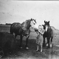 1947 - The farm horses at Station Farm, Stanhoe.