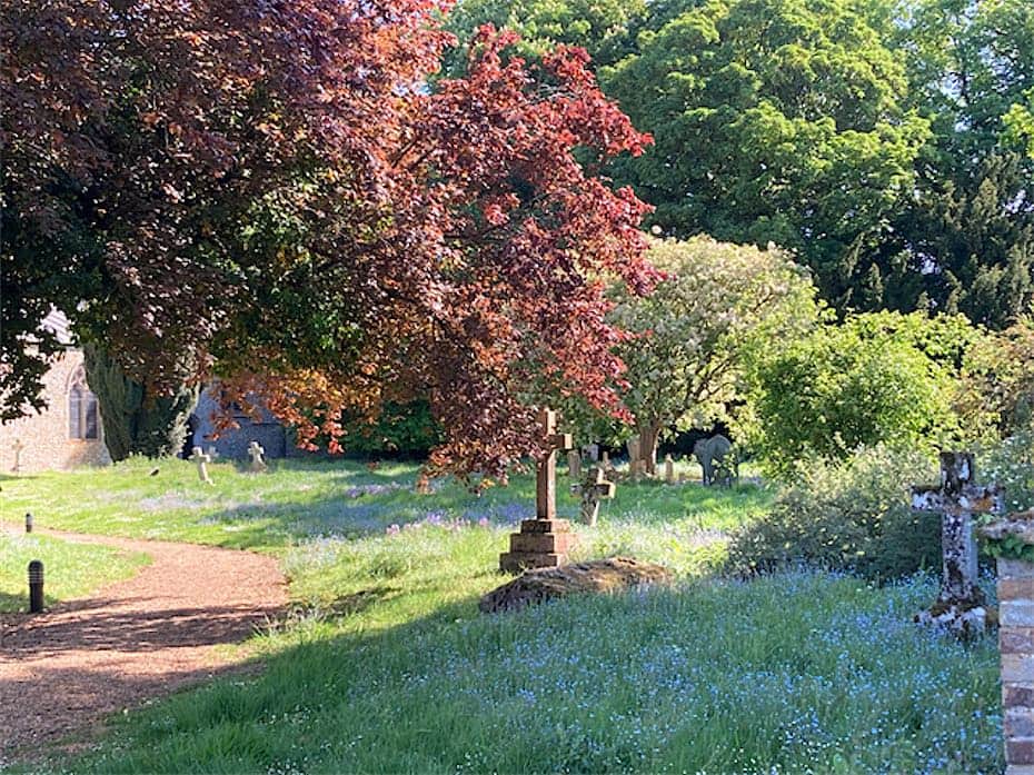 Late spring sunshine in the churchyard, with red and green tree foliage and blue forget-me-not flowers